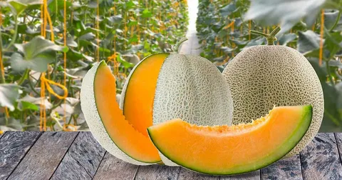 تصویر 4 از راهنمای خرید طالبی شیرین + قیمت عالی